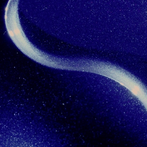 Digital Nature - Deep Indigo Digital Nature - Deep Indigo